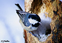 Parus ater